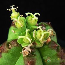 Una foto de Euphorbia latimammillaris  