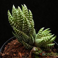 A photo of Haworthia coarctata