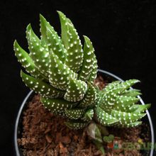 A photo of Haworthia coarctata