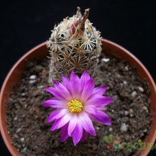 A photo of Escobaria minima