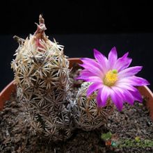 A photo of Escobaria minima