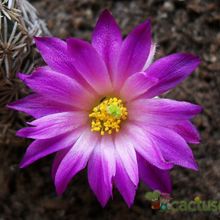 A photo of Escobaria minima