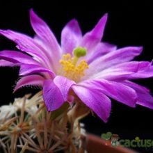 A photo of Escobaria minima