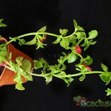 A photo of Mesembryanthemum cordifolium