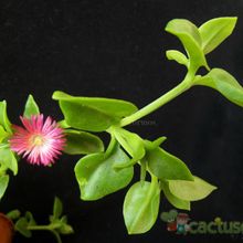 A photo of Mesembryanthemum cordifolium