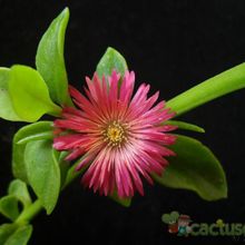 A photo of Mesembryanthemum cordifolium