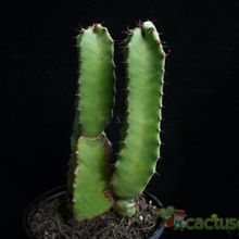 Una foto de Euphorbia resinifera
