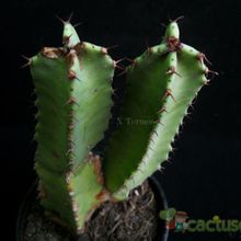 Una foto de Euphorbia resinifera