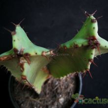 Una foto de Euphorbia resinifera