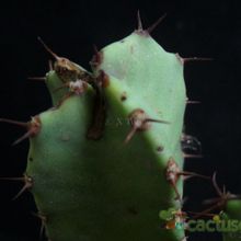 Una foto de Euphorbia resinifera