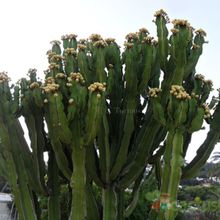 A photo of Euphorbia candelabrum
