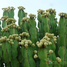 A photo of Euphorbia candelabrum