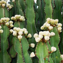 A photo of Euphorbia candelabrum