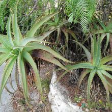 A photo of Aloe arborescens