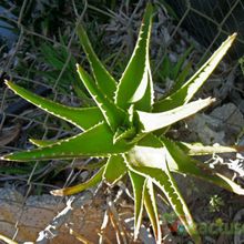 Una foto de Aloe x delaetii (Aloe ciliaris x Aloe succotrina)