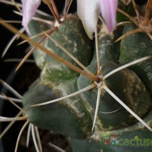 Una foto de Thelocactus rinconensis ssp. freudenbergeri