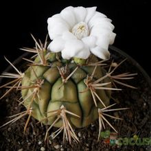 Una foto de Gymnocalycium eurypleurum