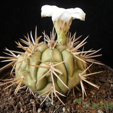Una foto de Gymnocalycium eurypleurum