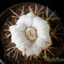 Una foto de Gymnocalycium eurypleurum