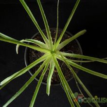 A photo of Aloe chortolirioides