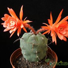 A photo of Matucana madisoniorum
