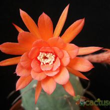 A photo of Matucana madisoniorum