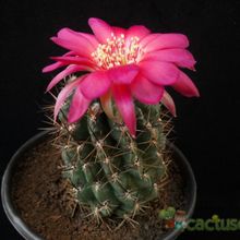 Una foto de Echinopsis maximiliana