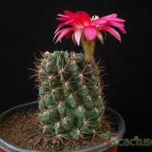 Una foto de Echinopsis maximiliana