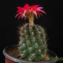 Una foto de Echinopsis maximiliana