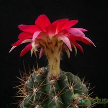 Una foto de Echinopsis maximiliana