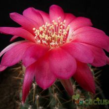 Una foto de Echinopsis maximiliana