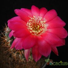 Una foto de Echinopsis maximiliana