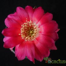 Una foto de Echinopsis maximiliana