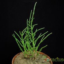 Una foto de Salicornia europaea  