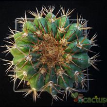 A photo of Discocactus placentiformis
