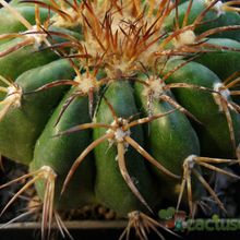 A photo of Discocactus placentiformis
