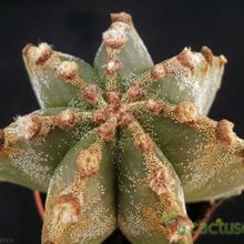Una foto de Astrophytum myriostigma