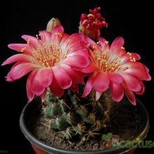 Una foto de Echinopsis maximiliana
