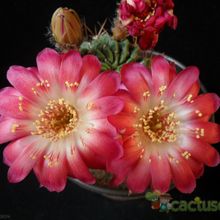 Una foto de Echinopsis maximiliana