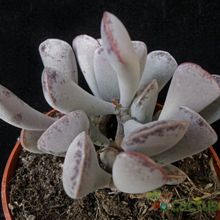 A photo of Adromischus triflorus  