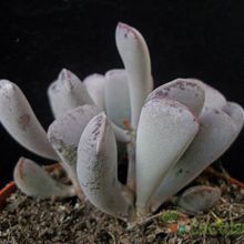 A photo of Adromischus triflorus  