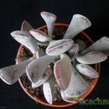 A photo of Adromischus triflorus  