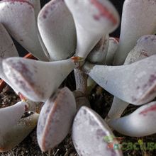 A photo of Adromischus triflorus  