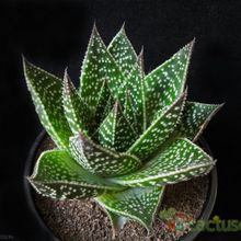 Una foto de Aloe cv. cosmos