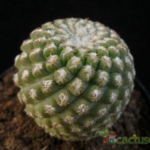 Una foto de Eriosyce napina subsp. lembckei