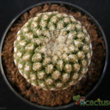 Una foto de Eriosyce napina subsp. lembckei