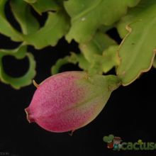 A photo of Epiphyllum hookeri subsp. guatemalense