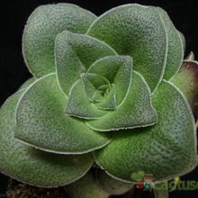 A photo of Crassula hemisphaerica