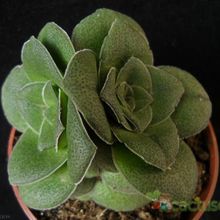 A photo of Crassula hemisphaerica