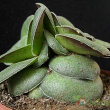 A photo of Crassula hemisphaerica